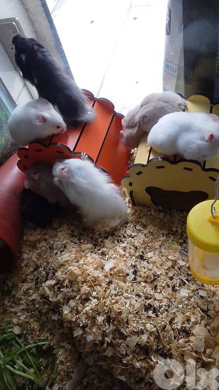 Russian and Syrian hamsters 5