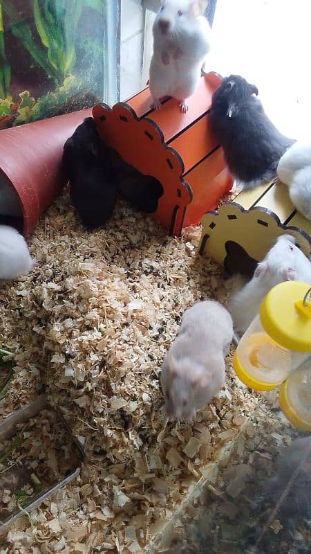 Russian and Syrian hamsters 6