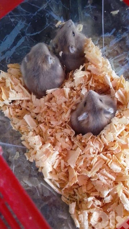 Russian and Syrian hamsters 7