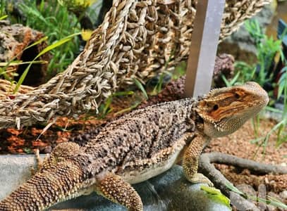 Bearded Dragon