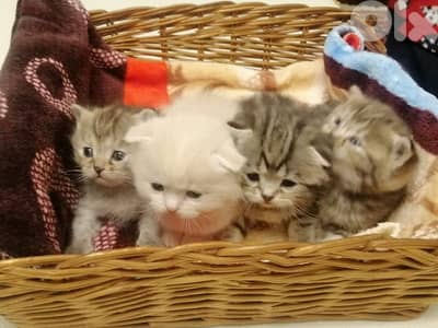 Scottish and British