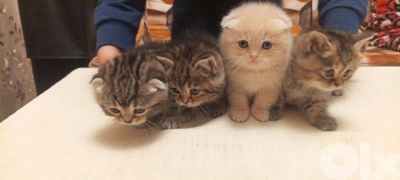 Scottish and British 1