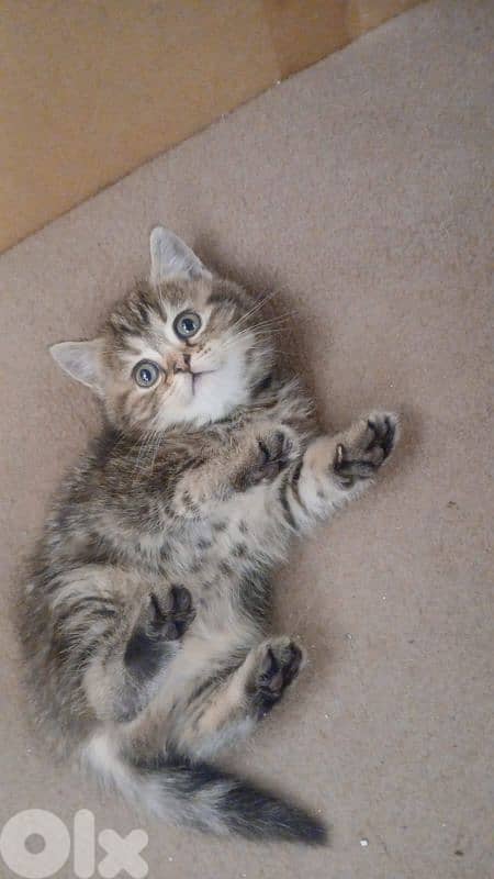 Scottish and British 2