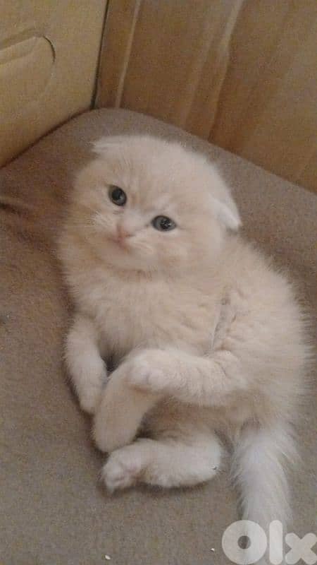 Scottish and British 3