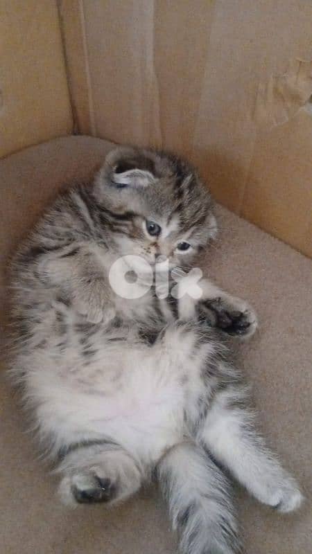 Scottish and British 4