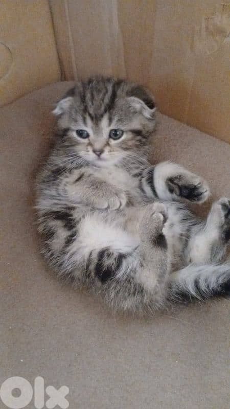 Scottish and British 5