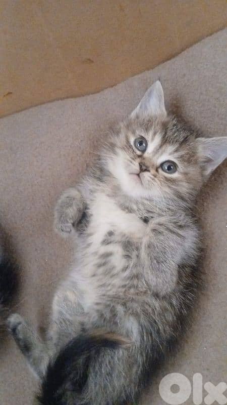 Scottish and British 6