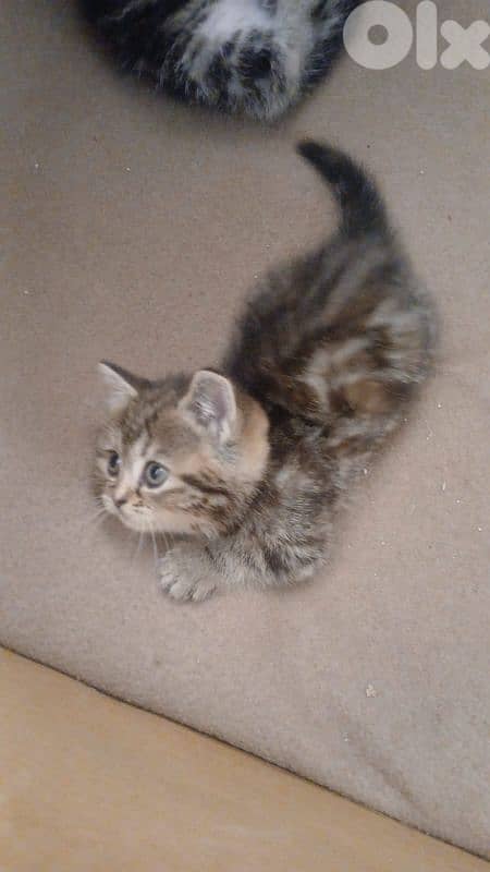 Scottish and British 7