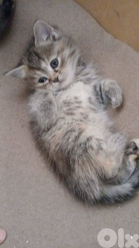 Scottish and British 8