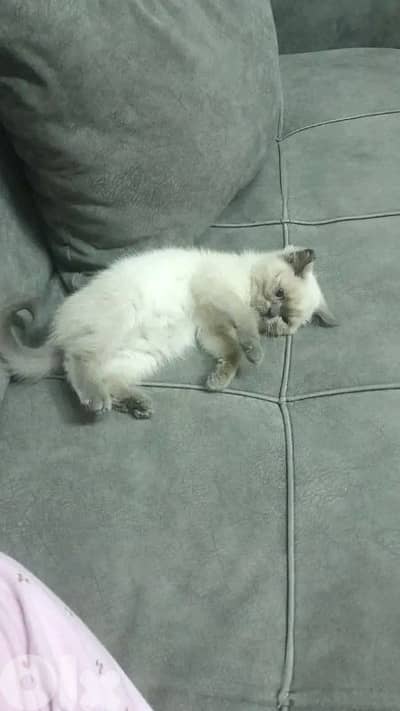 قط هيمالايا للبيع ب 80$