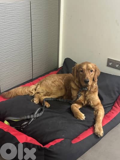 golden retriever for adoption