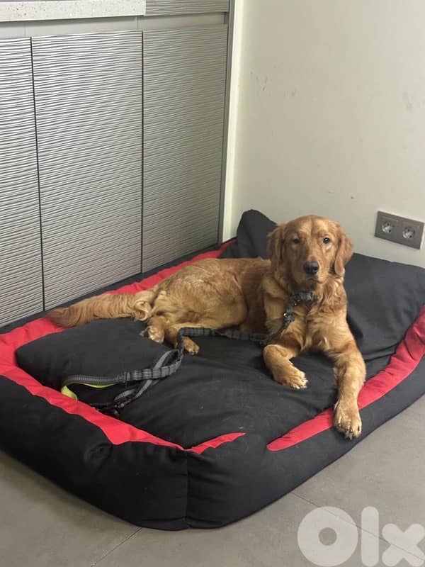 golden retriever for adoption 1