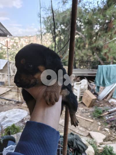 rottweiler puppies