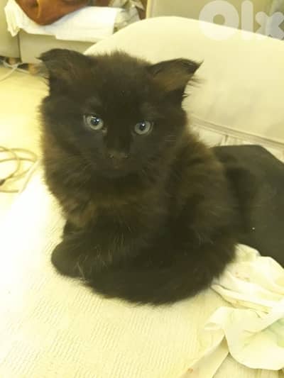 هجين سكوتش ماينكون