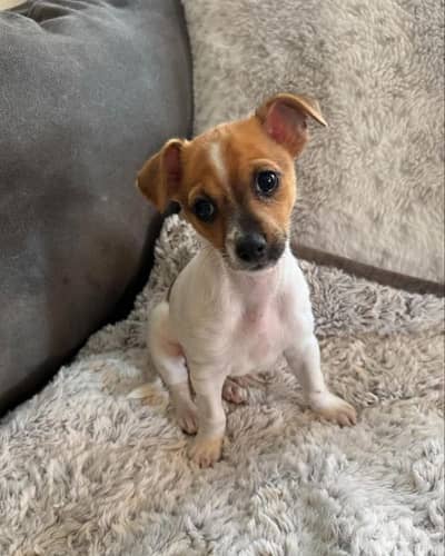 jack Russell puppies
