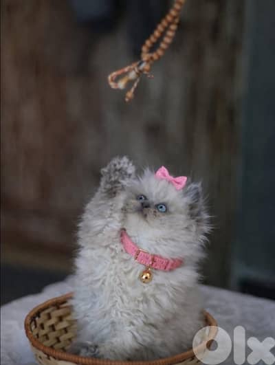 for contact 81102512