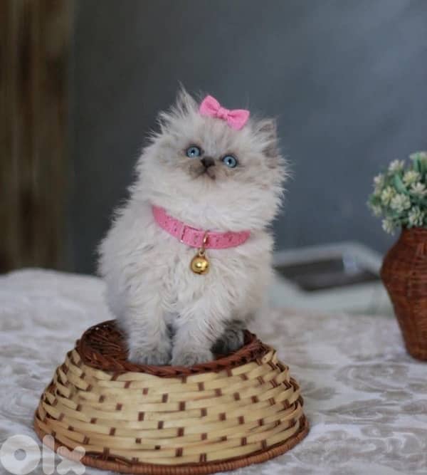 for contact 81102512 1