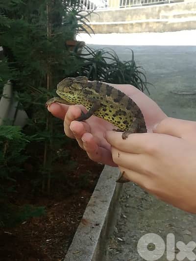 chameleon حرباء