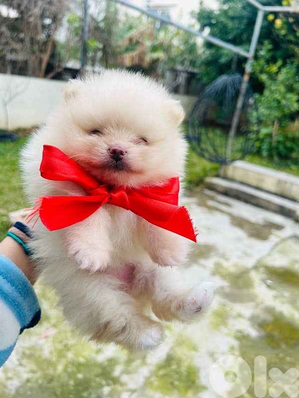 mini pomeranian 2