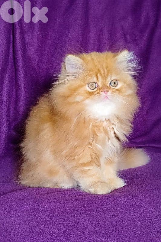 Persian 2