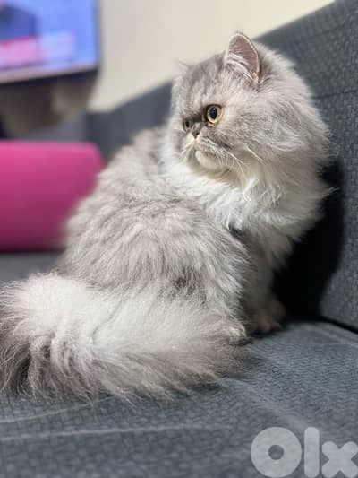 chinchilla persian aw silver tabby