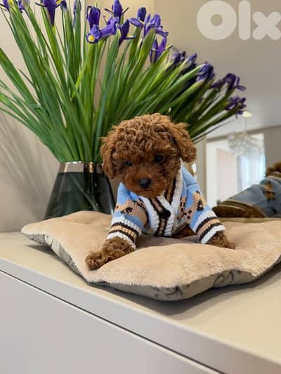 male poodle for sale