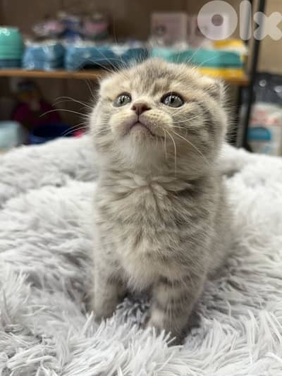 Scottish Fold Kitten – Silver Tabby (Pure)