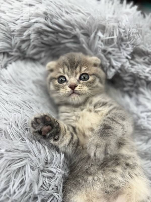 Scottish Fold Kitten – Silver Tabby (Pure) 1