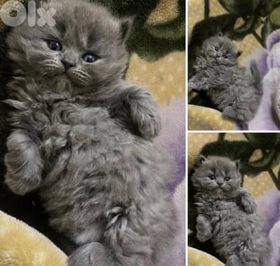 For contact 81102512