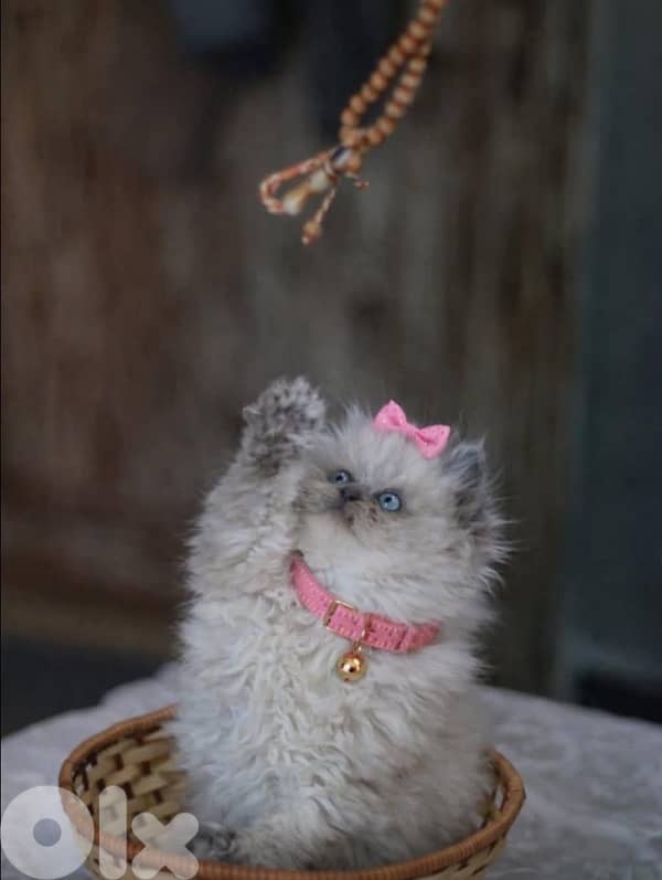 for contact 81102512 1