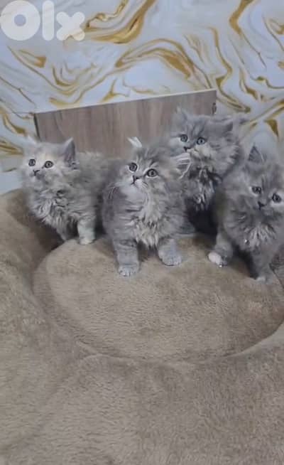 For contact 81102512