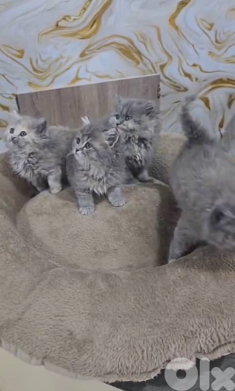 For contact 81102512 1