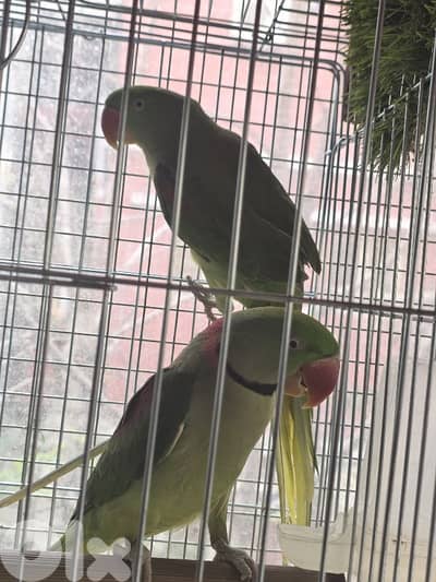 دره نيبالي جاهز للانتاج