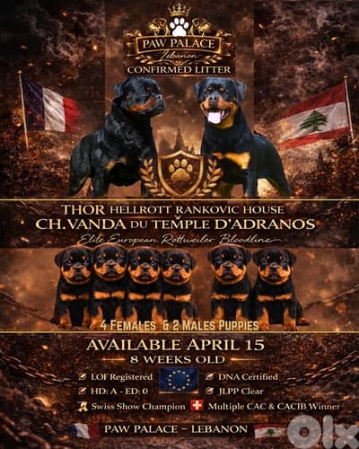 Best Rottweiller in lebanon