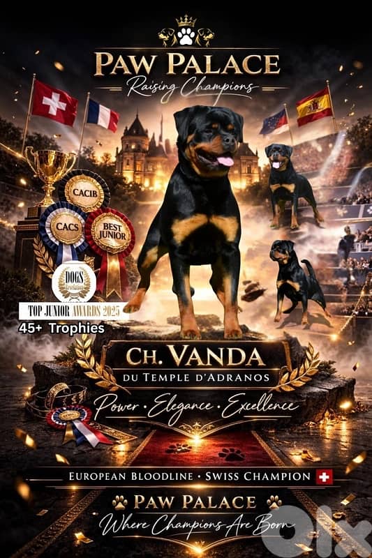 Best Rottweiller in lebanon 1