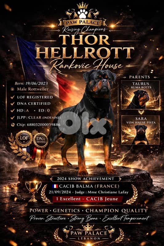 Best Rottweiller in lebanon 2