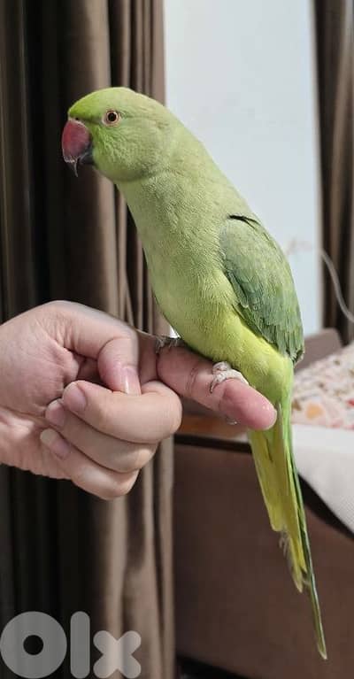 ببغاء الدرة