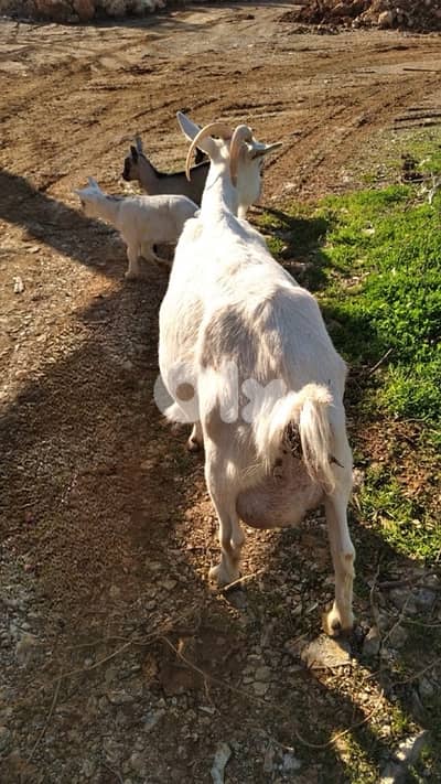 معزة مع ‏أولادها للبيع (ذكر وأنثى) منتوجها من ٣ إلى ٣. ٥ لتر حليب.