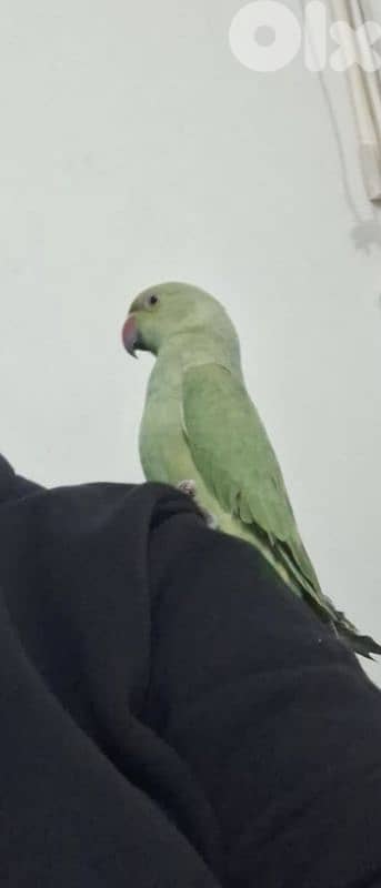 ببغاء الدرة الهندي