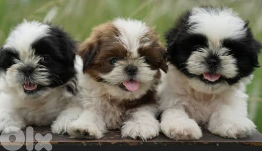 shih tzu