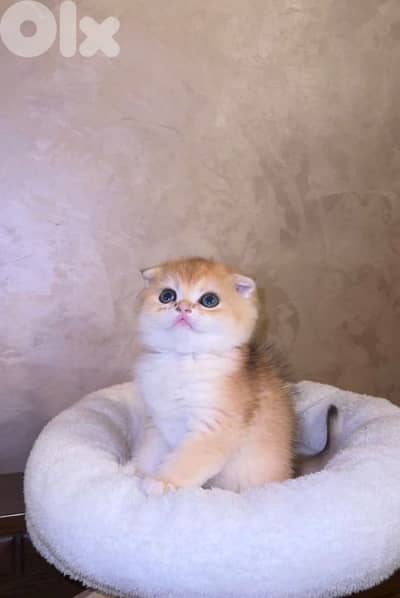 دكر وأنثى غولدن شنشيلا عمرن شهرين