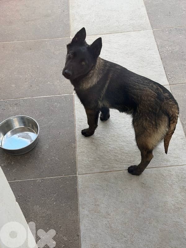 malinois puppy 1