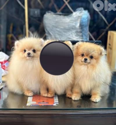 2kg pomaranian spits