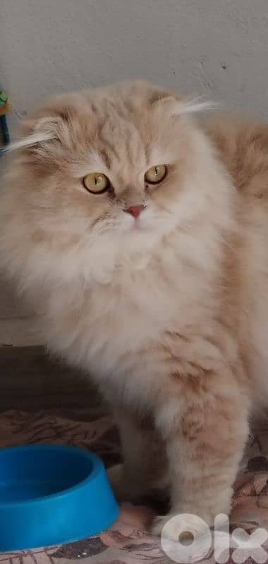 سكوتش هايلاند  لون جولدن وبريتش ابيض  للبيع