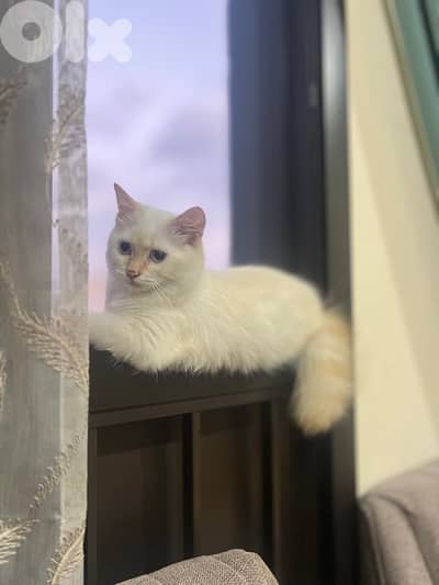 خط نبعة سن لفيل