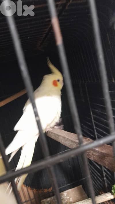 female cocktail  أنثى كوكتيل