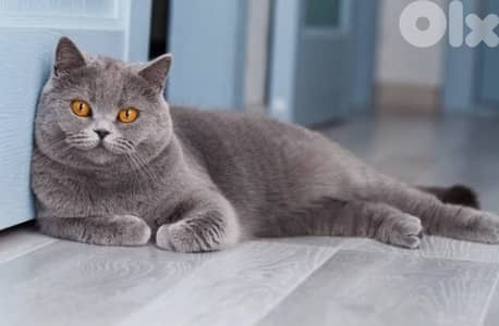 المتن. برمانا