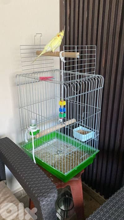 طيرة كروان لاتينو