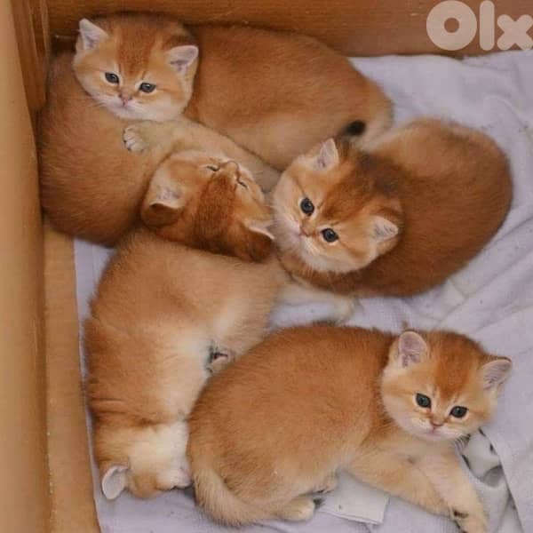 gold for contact 70485808 1