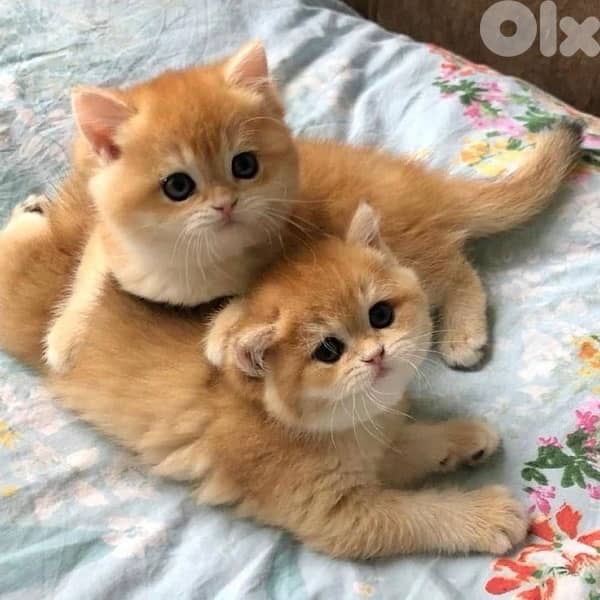 gold for contact 70485808 2